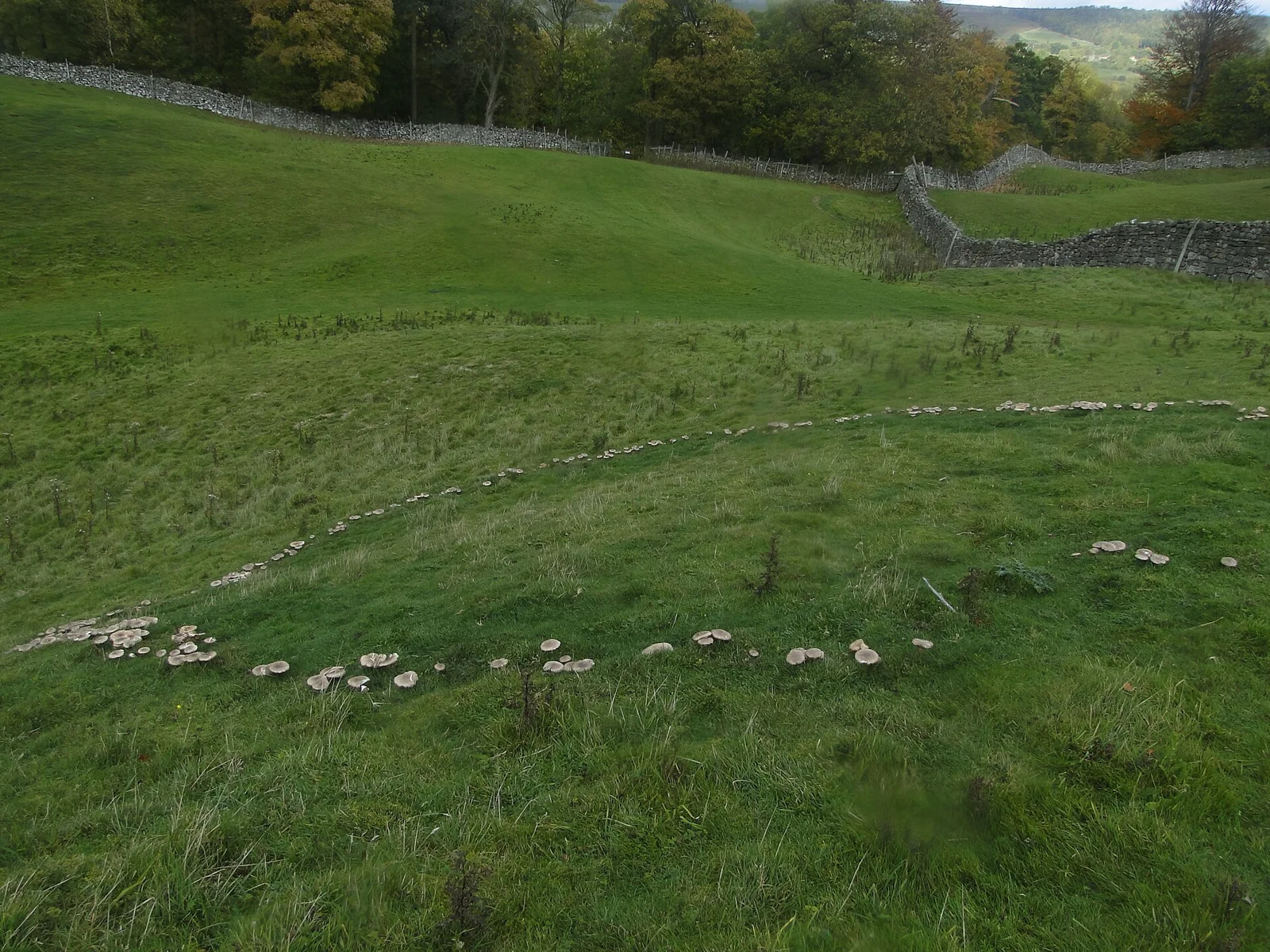 Fairy Mushroom Ring