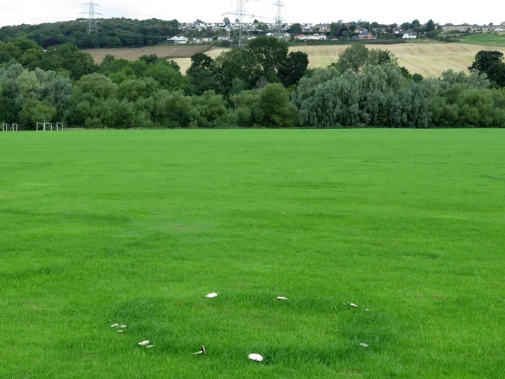 Mushroom 'fairy ring' below Heddon on the Wall