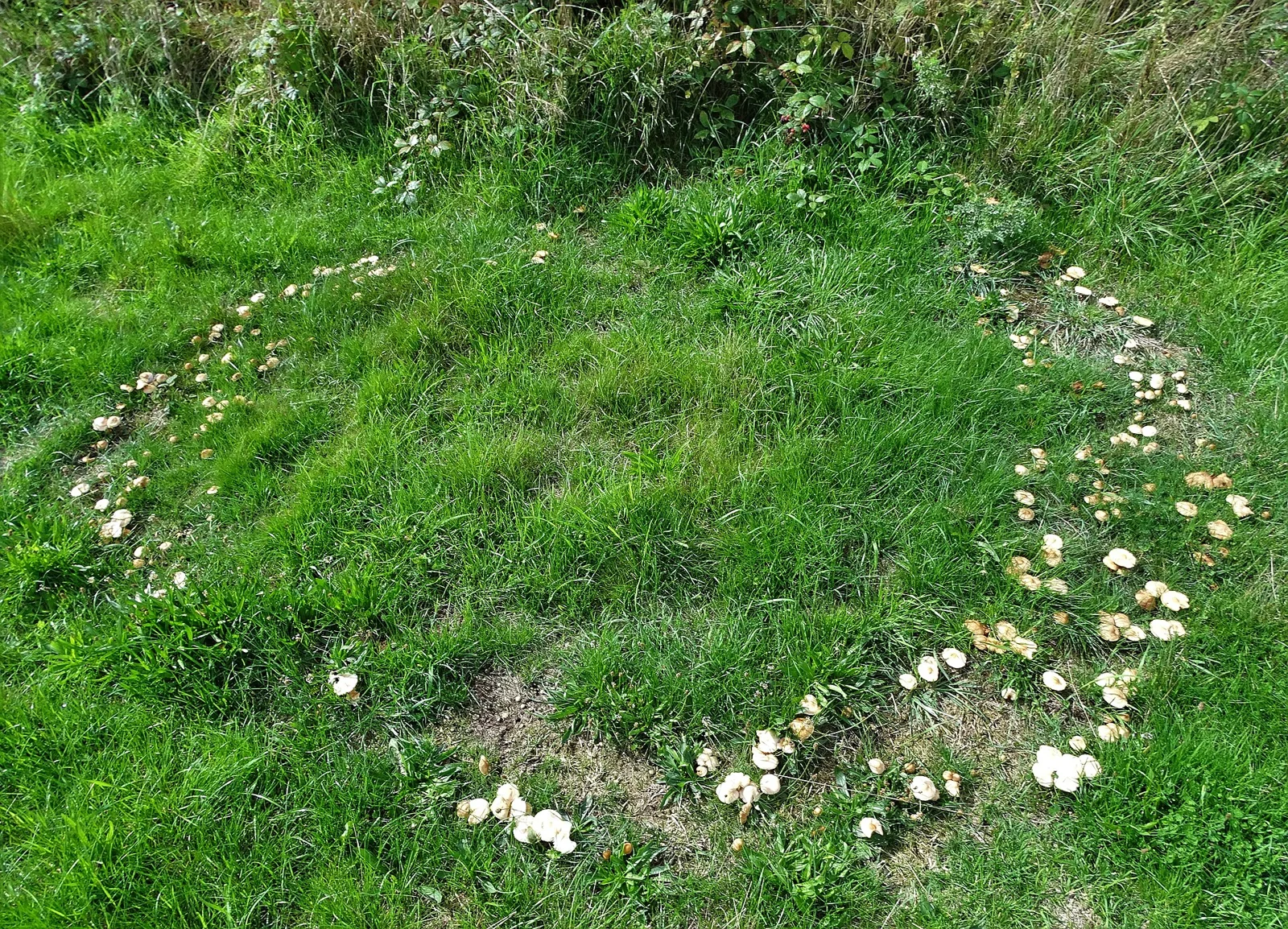 Fairy ring of mushrooms near Holymoorside