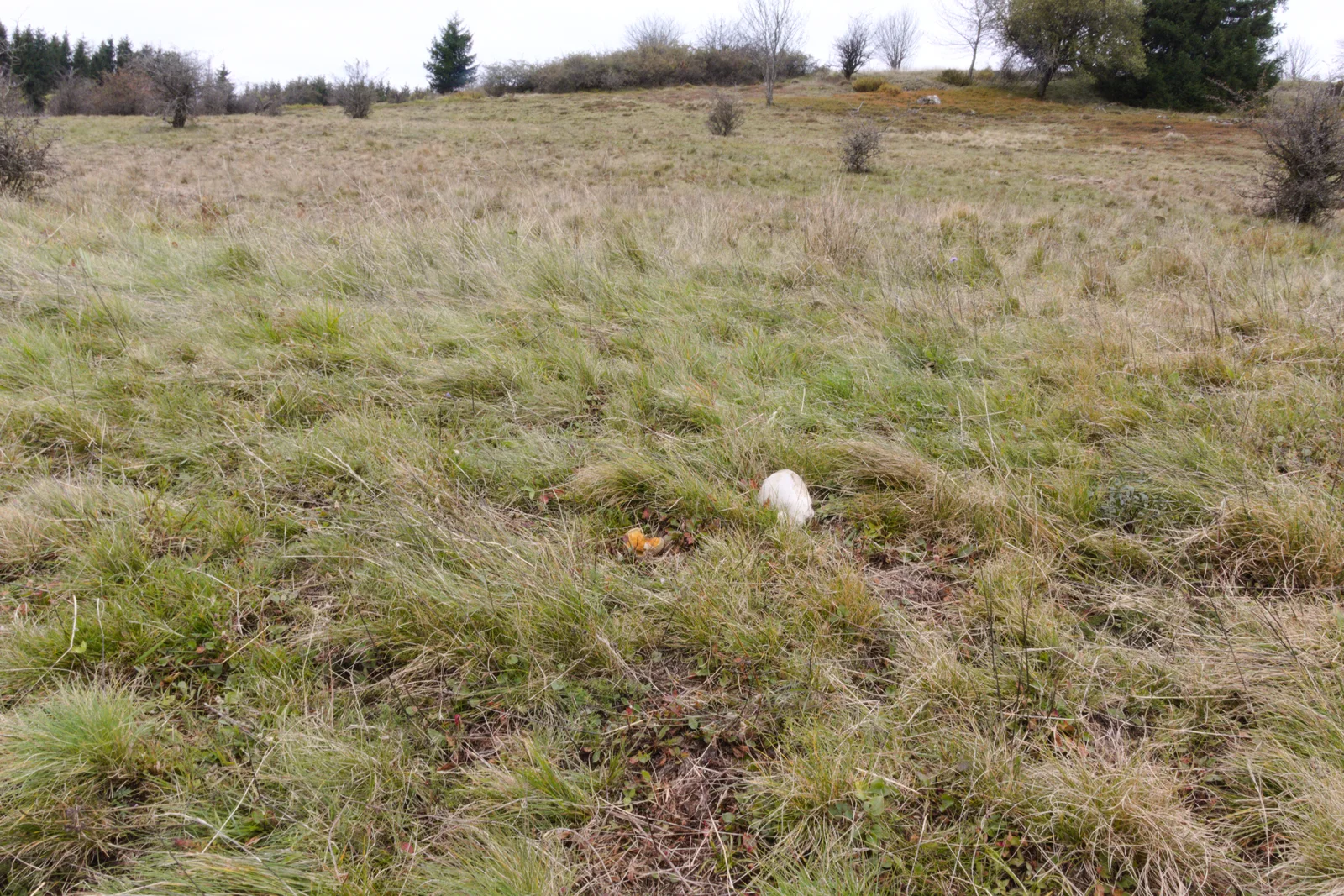 Mushrooms (Habitat), Pasture near Gackerstein Schotten Breungeshain, Hesse, Germany