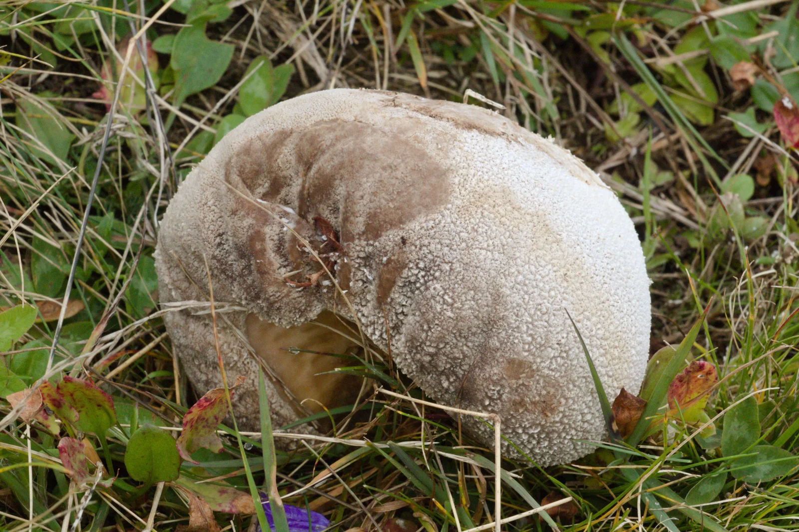 Mushroom (Bovista? Calvatia? Lycoperdon?), Pasture near Gackerstein Schotten Breungeshain, Hesse, Germany
