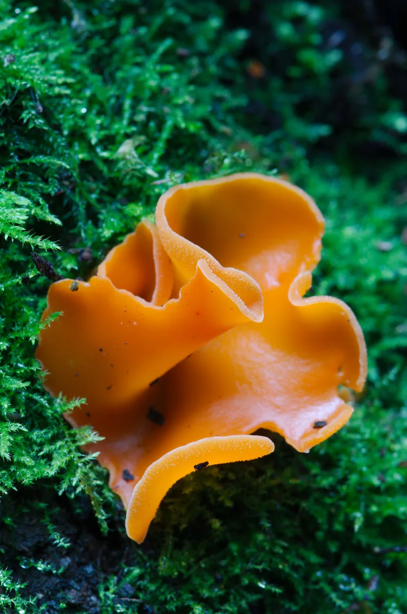 fungi and lichen