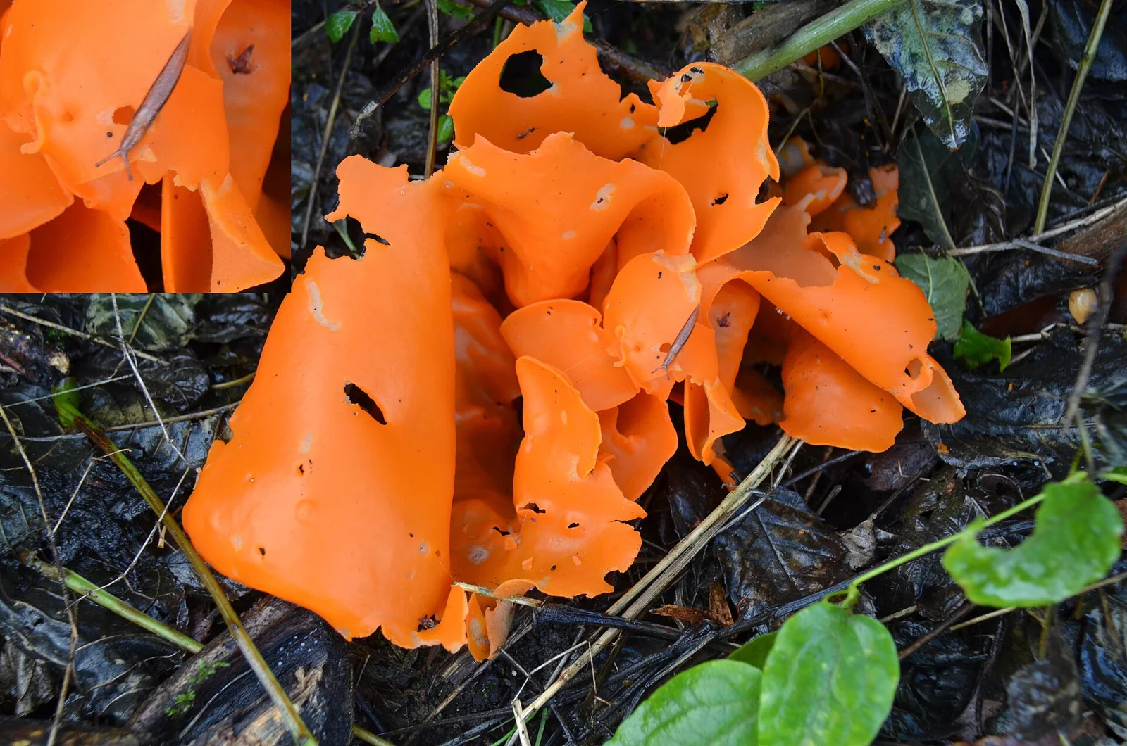 A giant group Aleuria aurantia (GB= Orange Peel Fungus, D= Orangebecherling, F= Pézize orangée , NL= Grote oranje bekerzwam) transparent spo