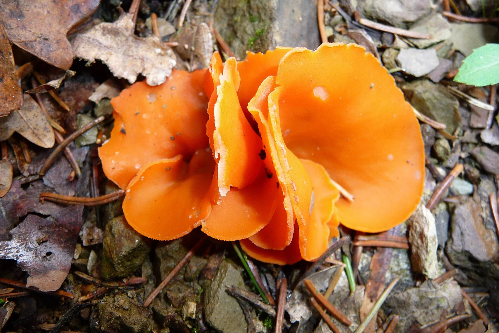Aleuria aurantia (GB= Orange Peel Fungus, D= Orangebecherling, F= Pézize orangée , NL= Grote oranje bekerzwam) transparent spores, near Wint