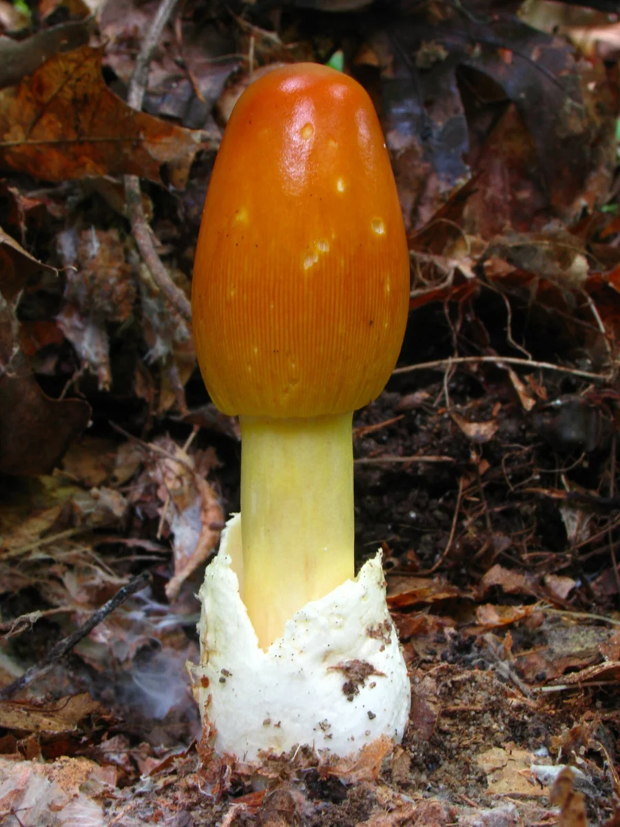 A young specimen of the mushroom Amanita caesarea . Photographed in Strouds Run State Park, Athens, Ohio, USA.