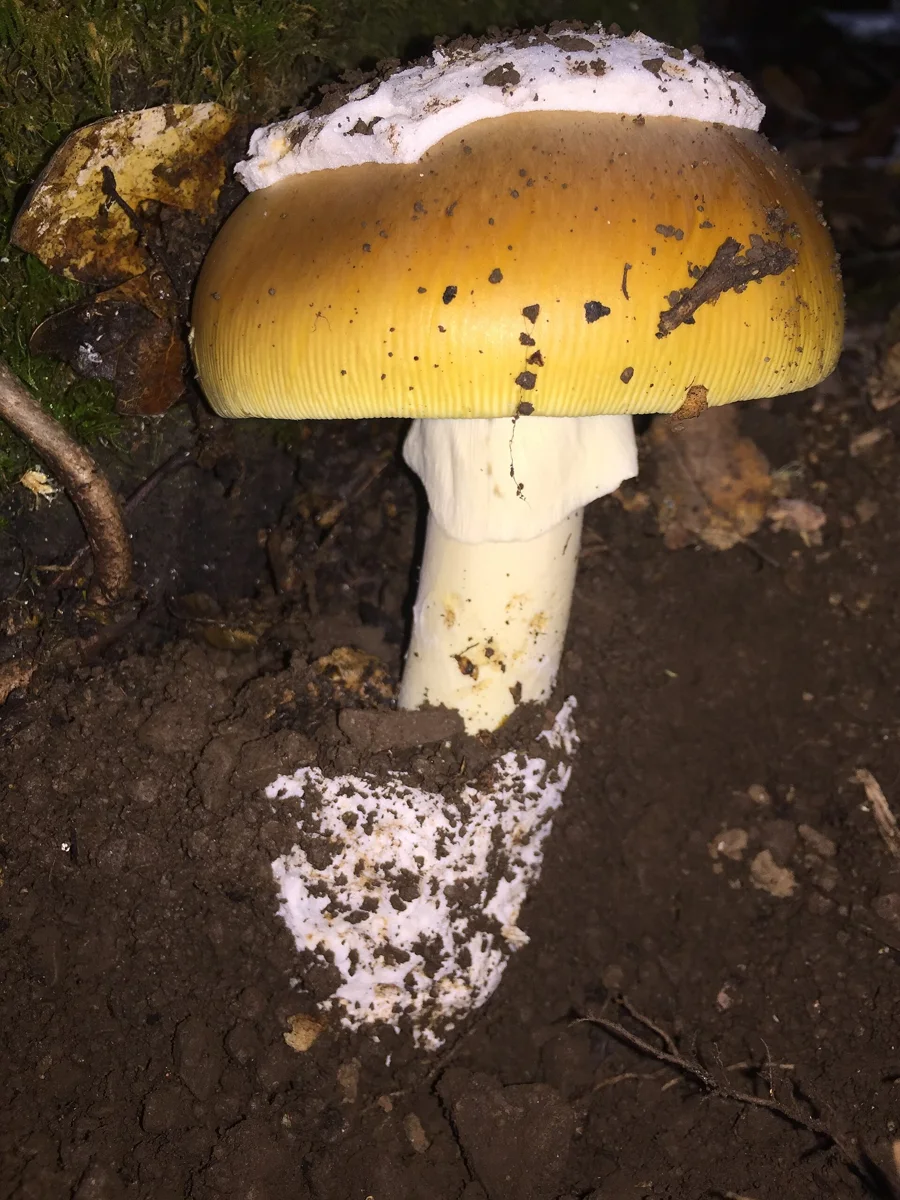 For more information about this, see the observation page at Mushroom Observer.