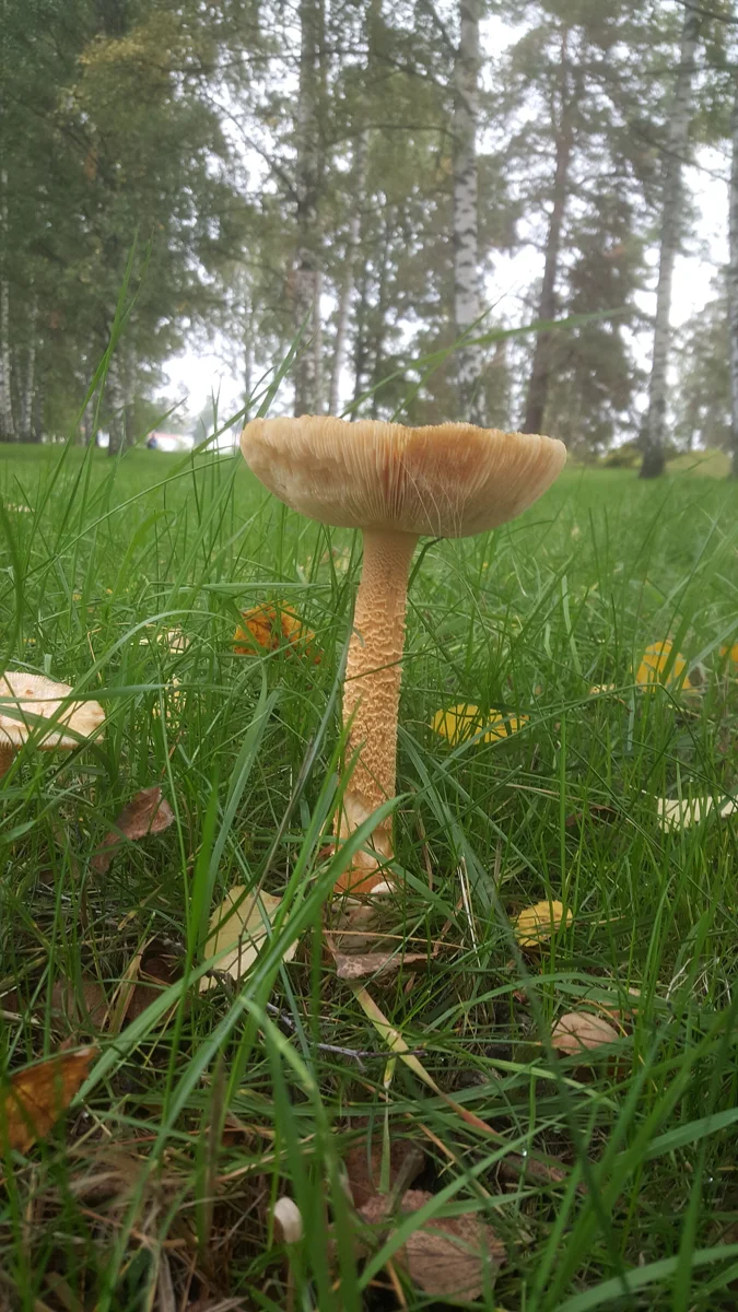 An old Amanita crocea in Sweden