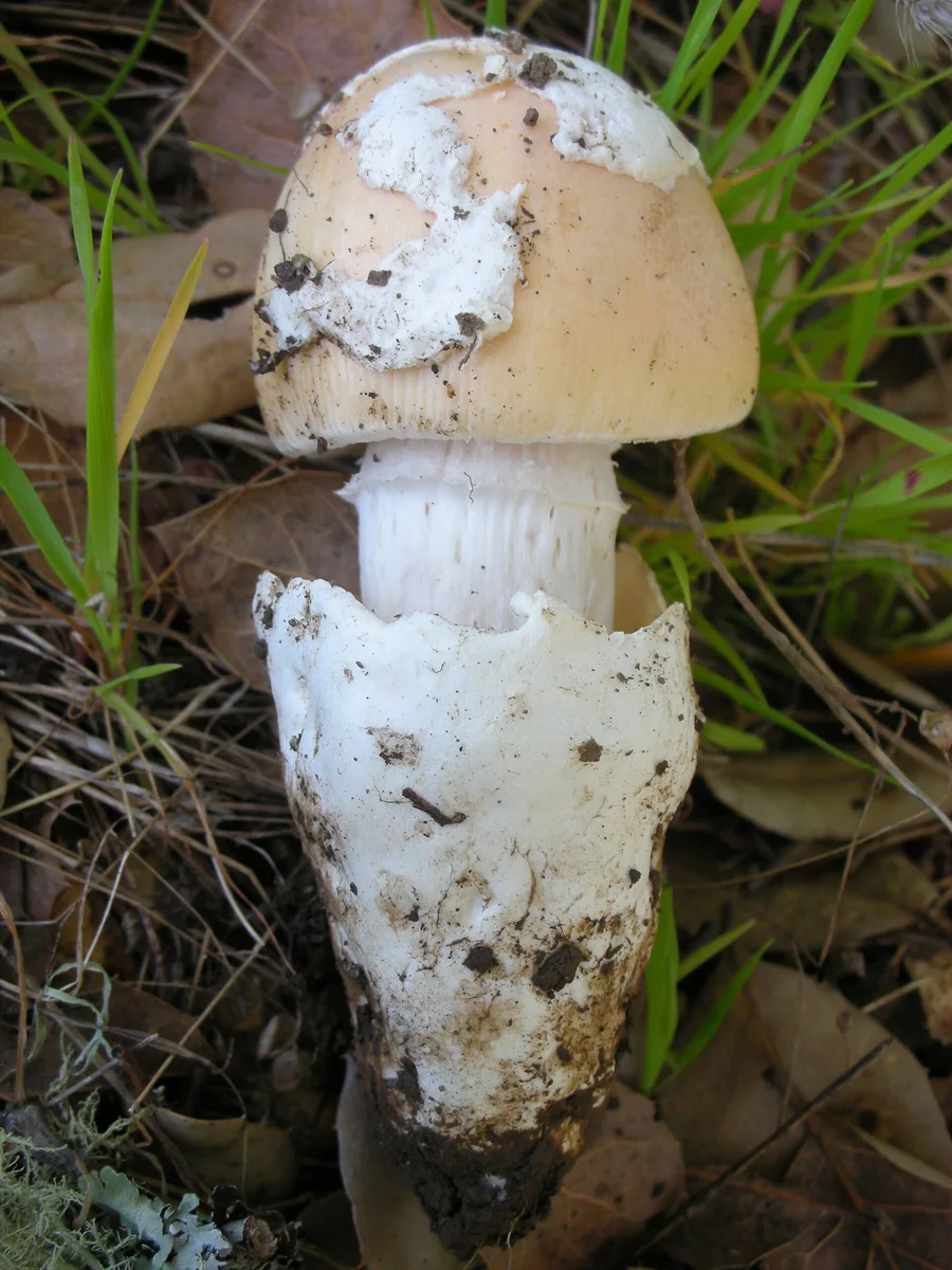 For more information about this, see the observation page at Mushroom Observer.
