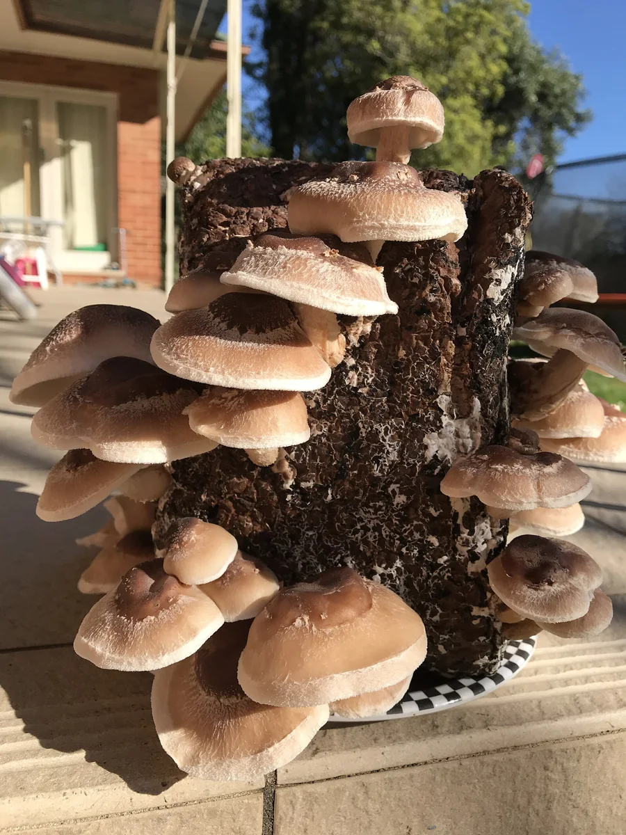 The shiitake is an edible mushroom native to East Asia, which is cultivated and consumed in many East Asian countries. It is considered a me