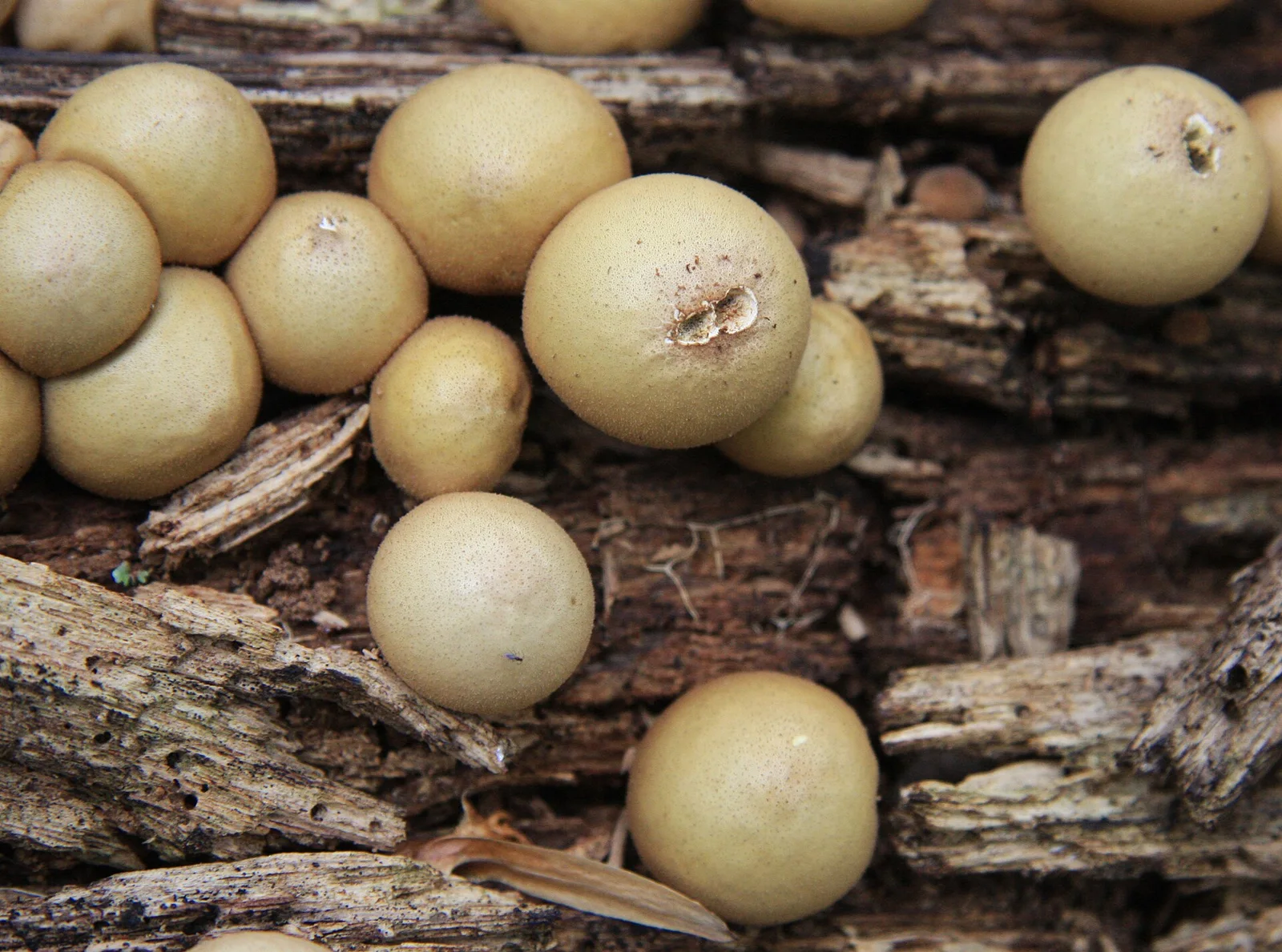 Pear-shaped puffball (Lycoperdon pyriforme) on fallen log, closeup. Duke Forest , Korstian Division, in Durham, North Carloina.