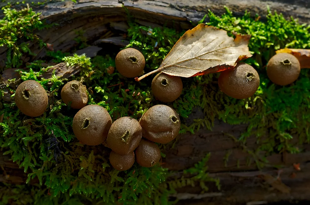 Mushrooms