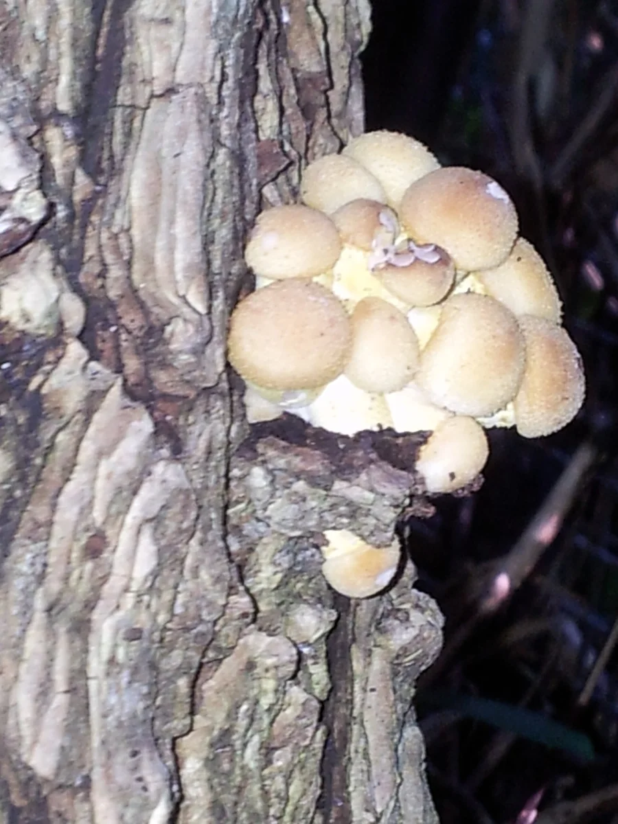 For more information about this, see the observation page at Mushroom Observer.