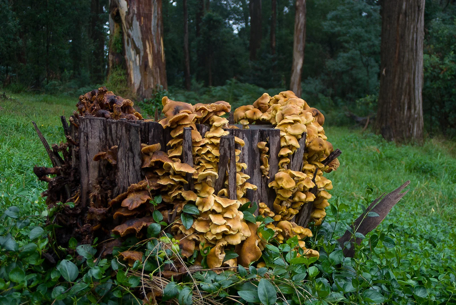 A cluster of fruit bodies of the fungus Armillaria luteobubalina . Photographed in Dandenong Ranges National Park, Victoria, Australia.