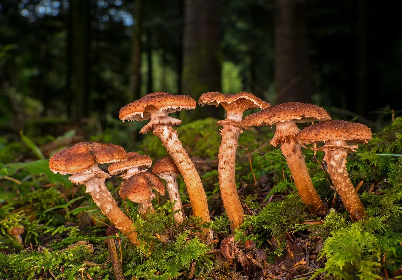 armillaria mellea, mushroom, mushrooms, forest mushroom, parasite, disc fungus, mushroom collection, sponge, armillaria mellea, armillaria m