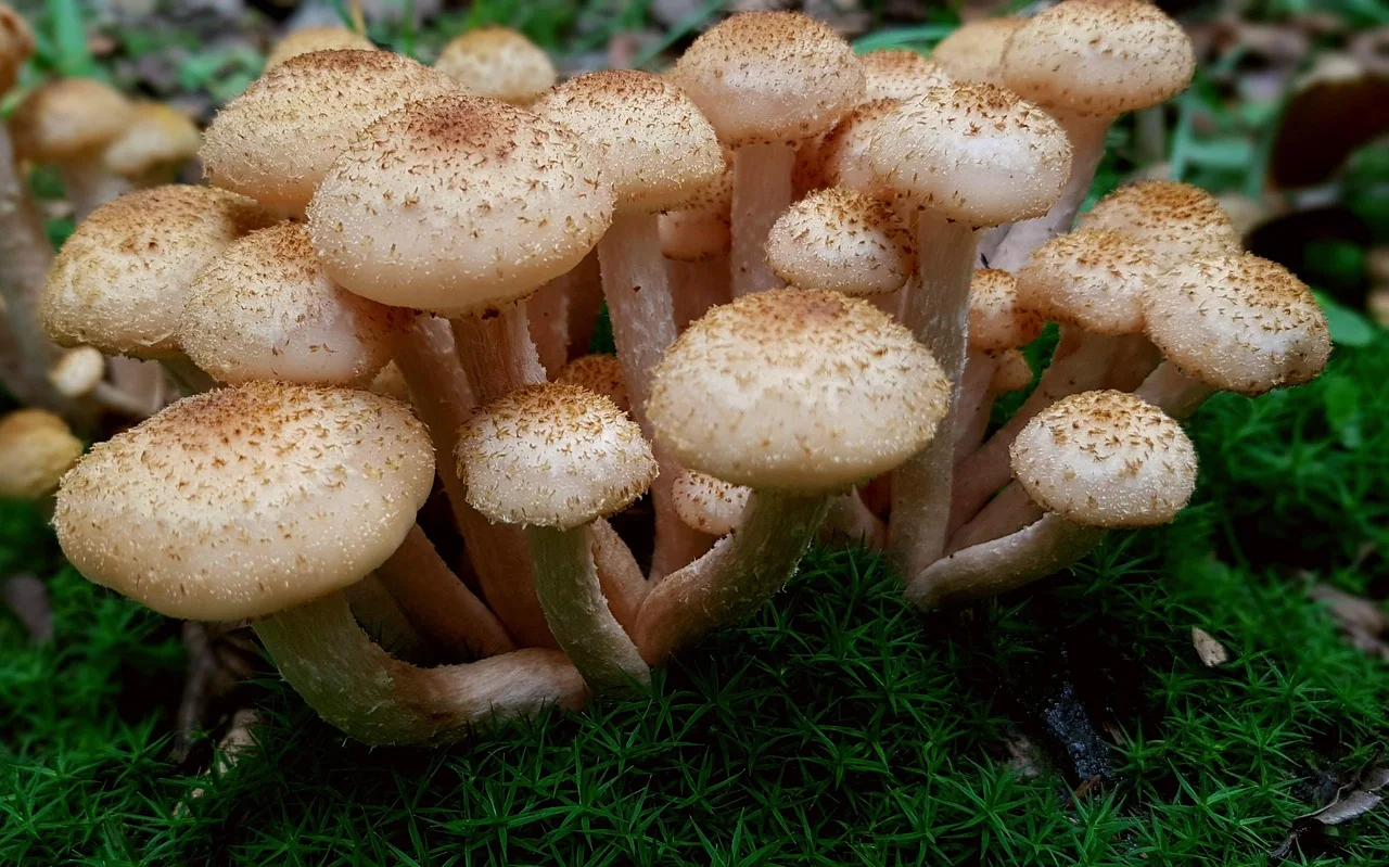 mushrooms, armillaria mellea, mushroom collection, nature, forest floor, forest, plant autumn, collect, edible, food, delicacy, brown, lots,