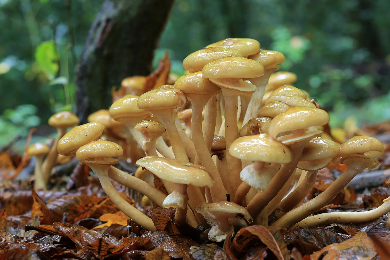 Armillaria mellea , Honey Fungus, taken in Enfield, UK