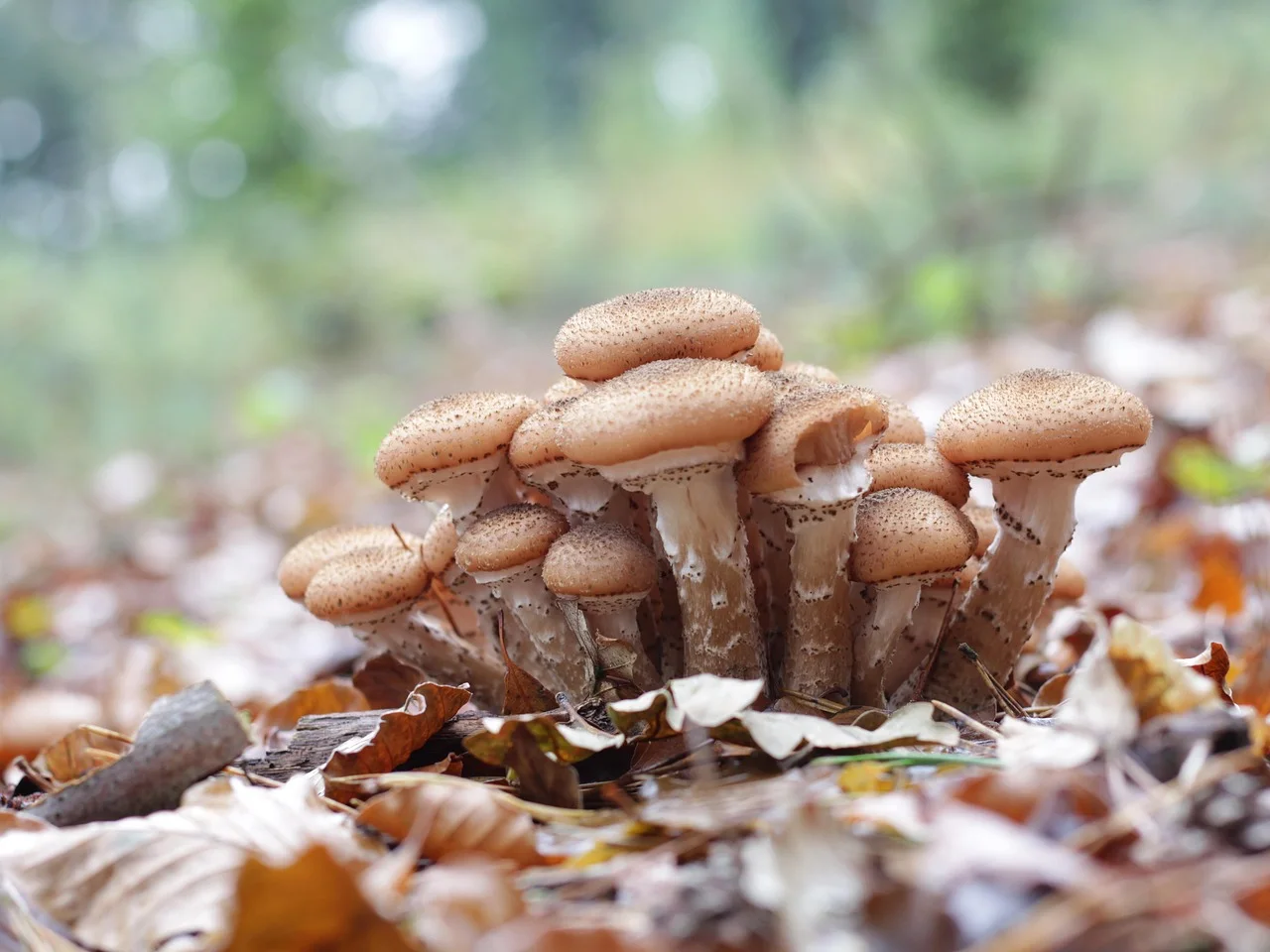 armillaria ostoyae, dark honey fungus, mushrooms, autumn, brown, nature, forest