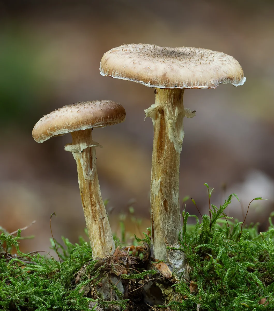 Dark honey fungus (Armillaria ostoyae) in the Bruderwald forest in Bamberg