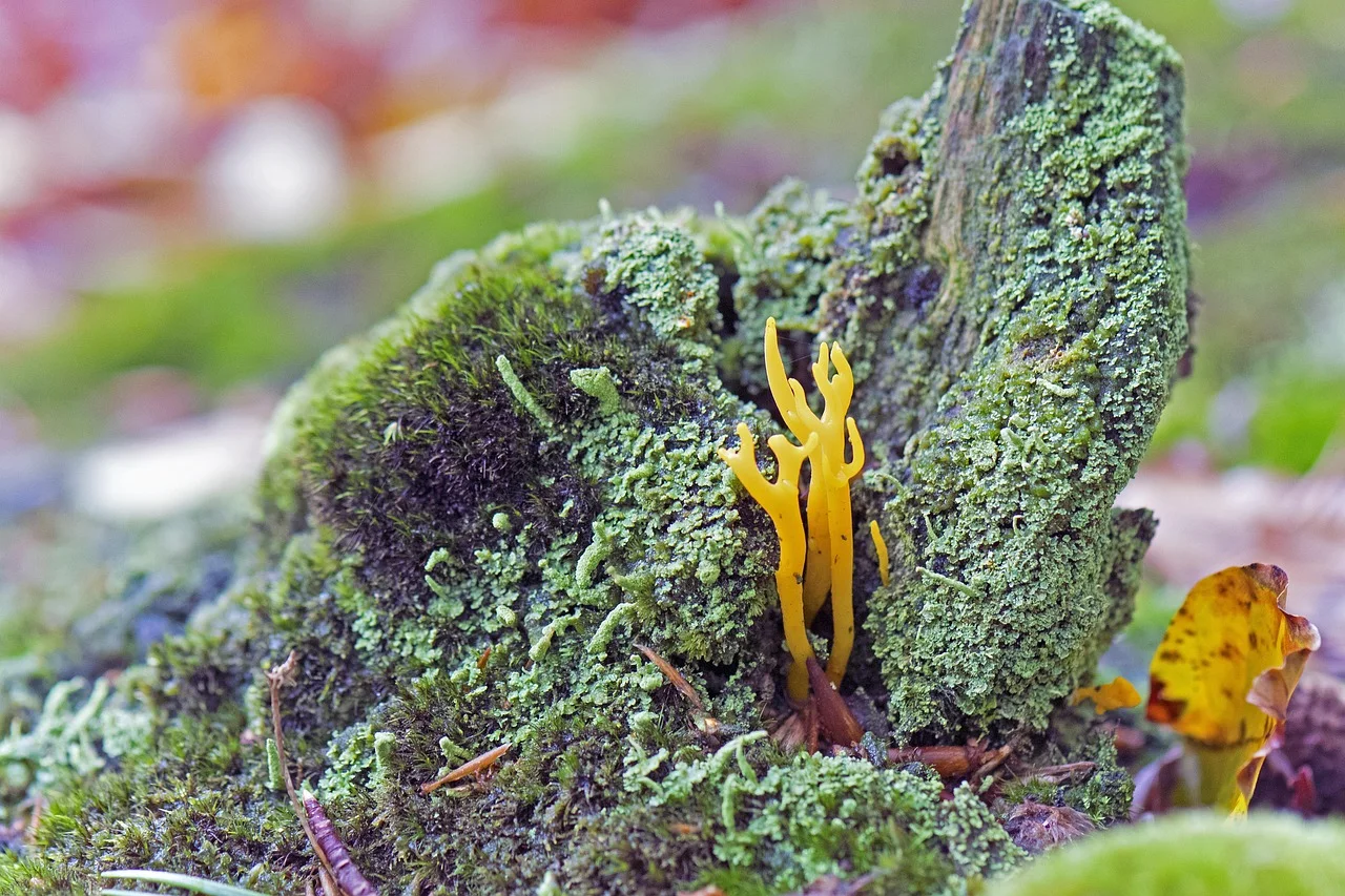 sticky horn, mushroom, forest, fall, nature, forest floor, goatee, coral fungus