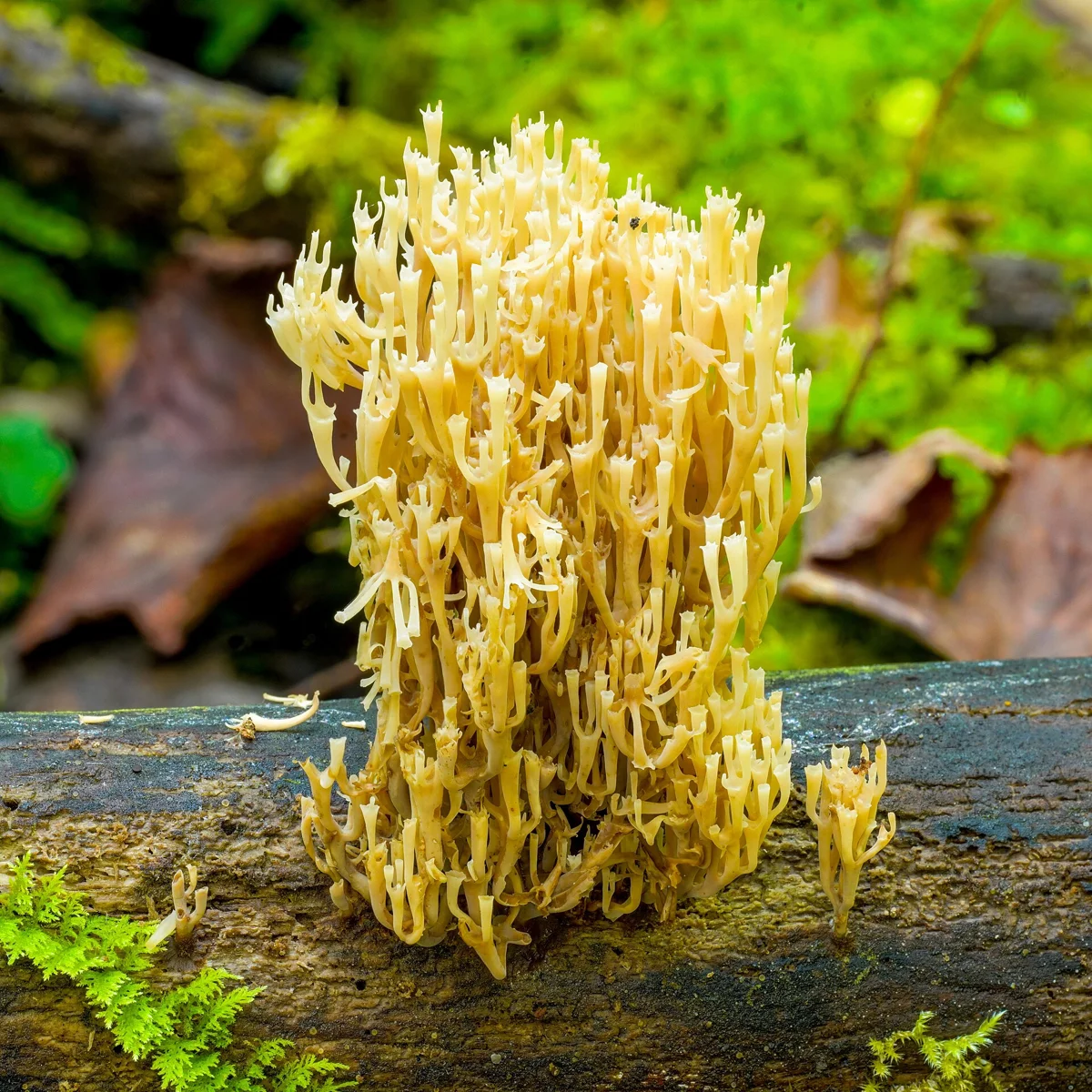 crown-tipped coral fungus ( Artomyces pyxidatus ) in Slovenia