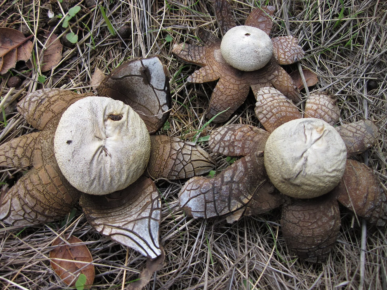 Fruit bodies of the false earthstar fungus, Astraeus hygrometricus . Specimens photographed in Bear Creek Trail, Briones Reservoir, Contra C