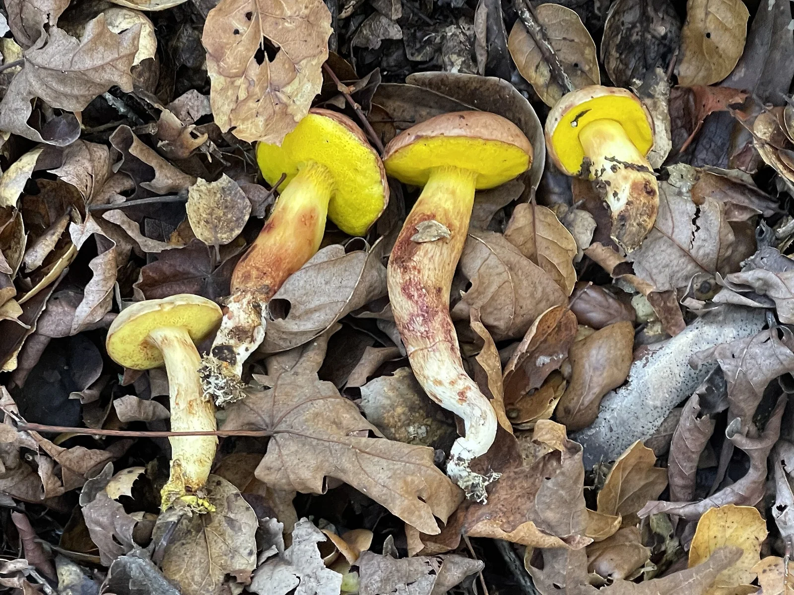 Aureoboletus flaviporus at the Sonoma Developmental Center, Eldridge, California