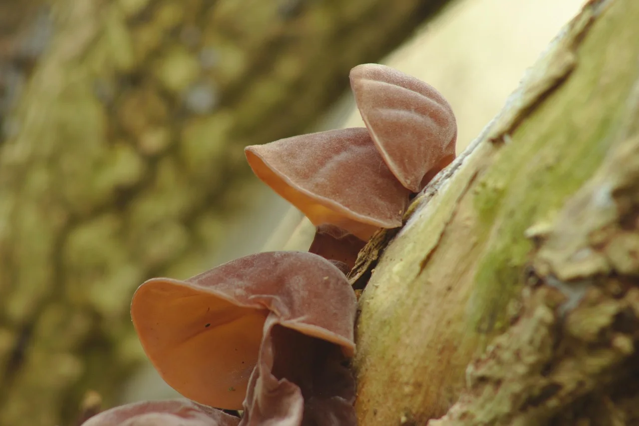 judas ear, jews ear, wood ear, nature, fungus, log, tree, elder, bark