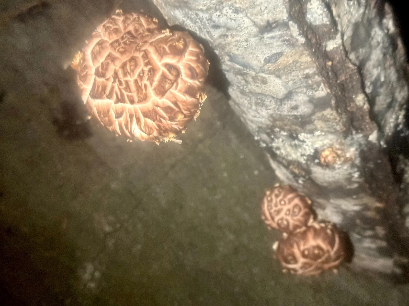 原木しいたけ (shiitake mushrooms on a log)