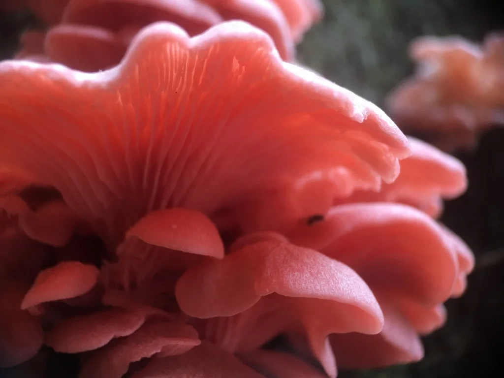 Oyster Mushrooms