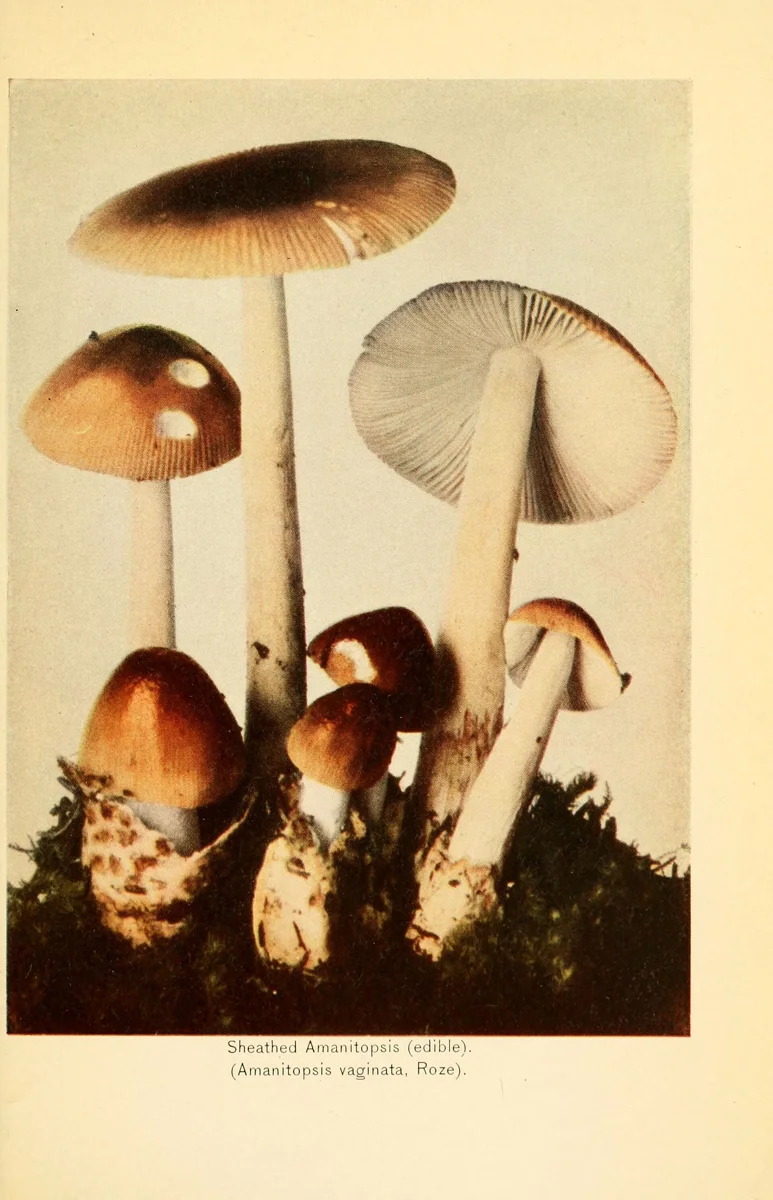 Sheathed Amanitopsis (edible). (Amanitopsis vaginata, Roze).