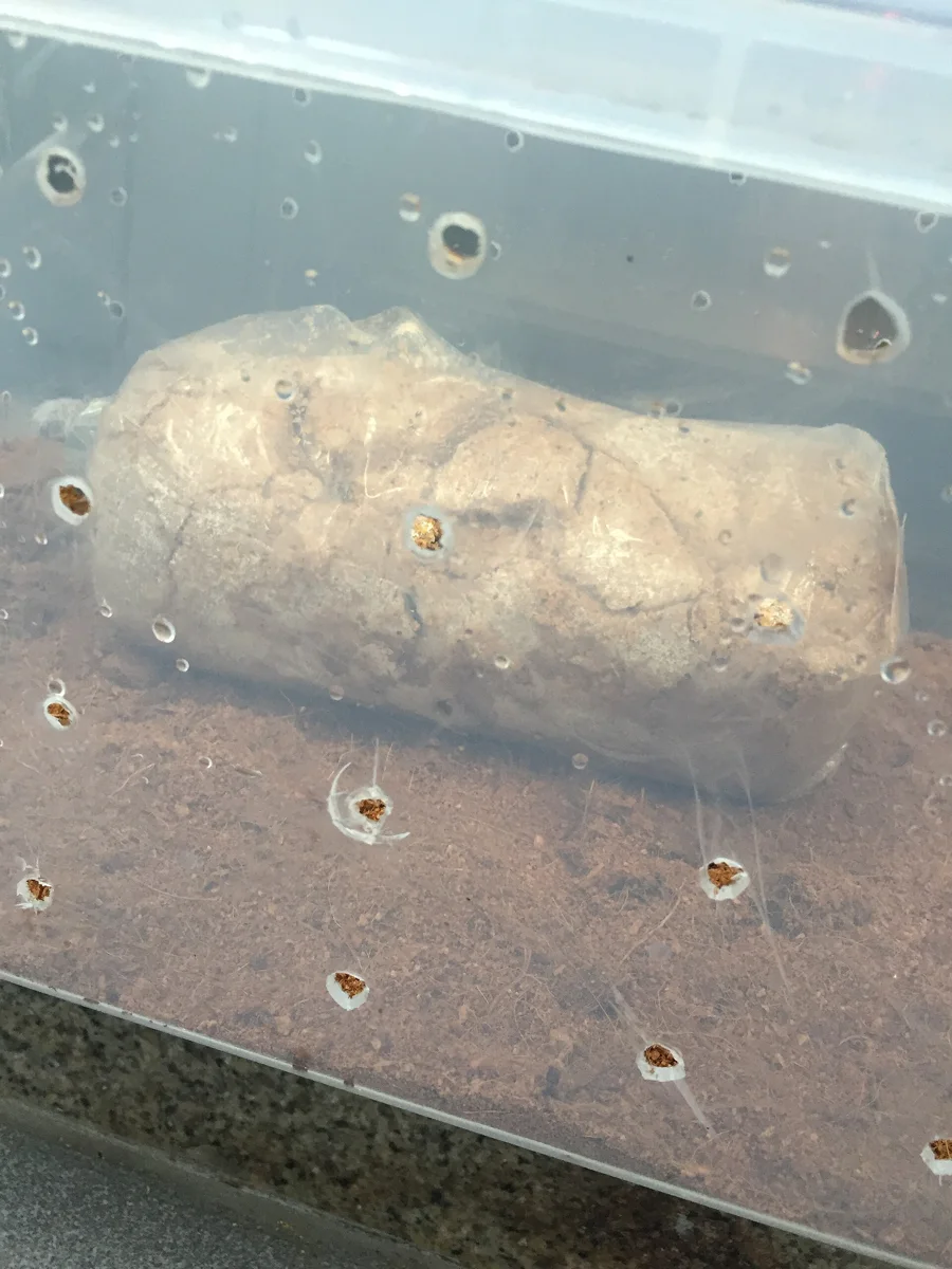Fruiting chamber for oyster mushroom
