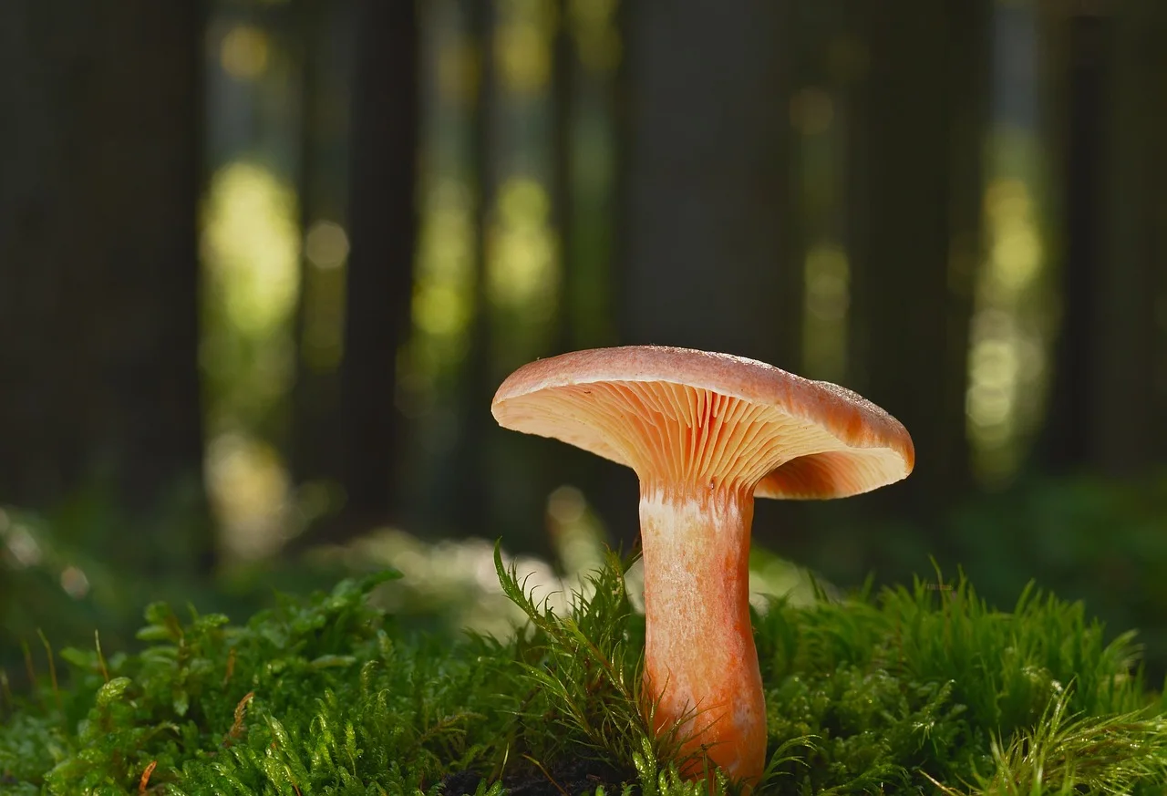 mushroom, forest, moss, fall, forest floor, fungal science, close up, forest mushroom, nature