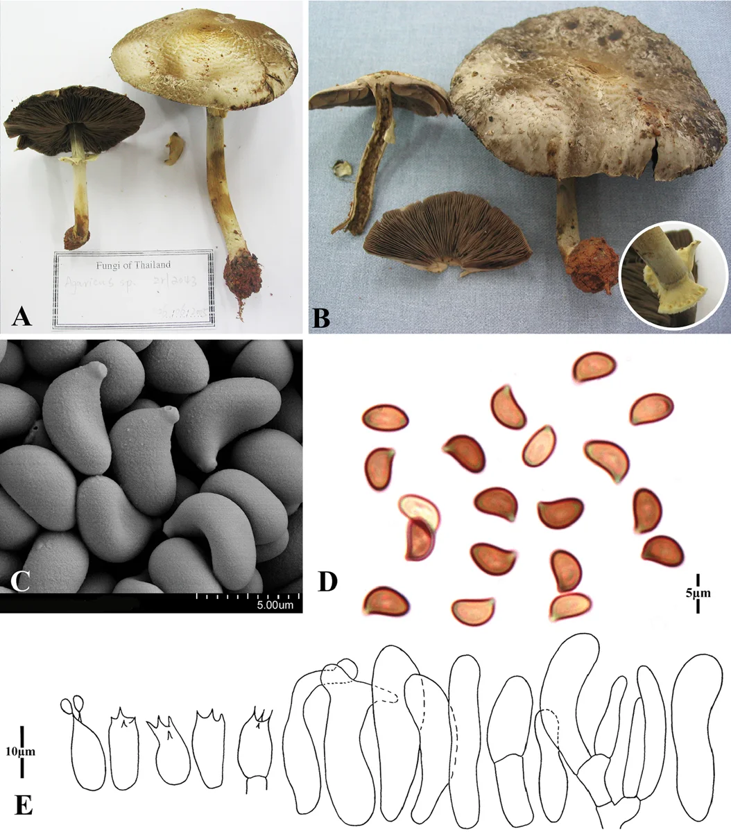 Morphology of Agaricus angusticystidiatus : A and B basidiomes , C and D basidiospores , E basidia and cheilocystidia . This species of mush