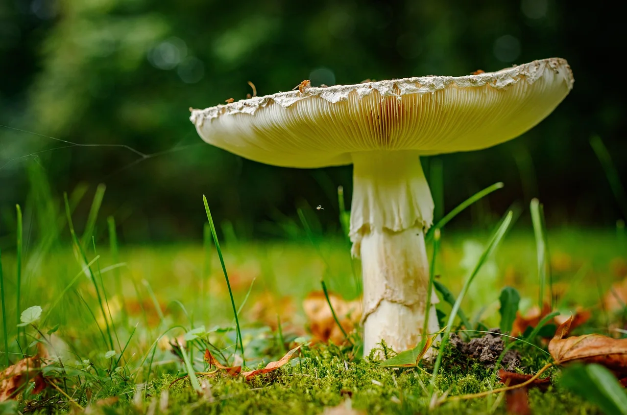 mushroom, nature, forest, leaves, grass, mushroom species, fungal science, screen fungus