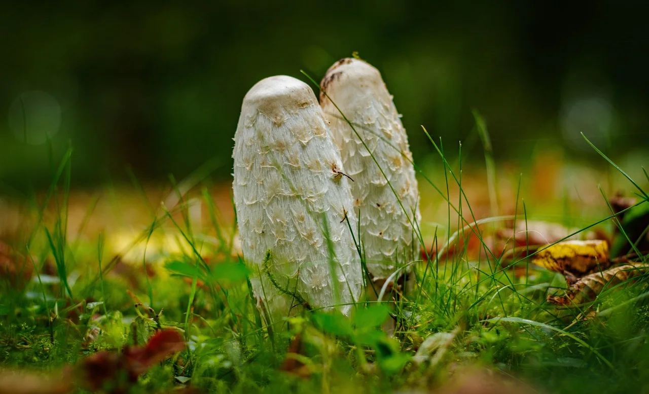 mushroom, nature, forest, leaves, grass, mushroom species, fungal science, screen fungus