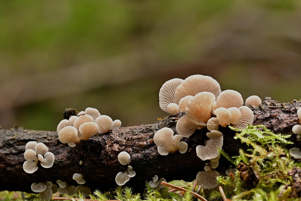 mushroom, tree fungi, forest, nature, fungal science, mushroom, mushroom, mushroom, mushroom, mushroom