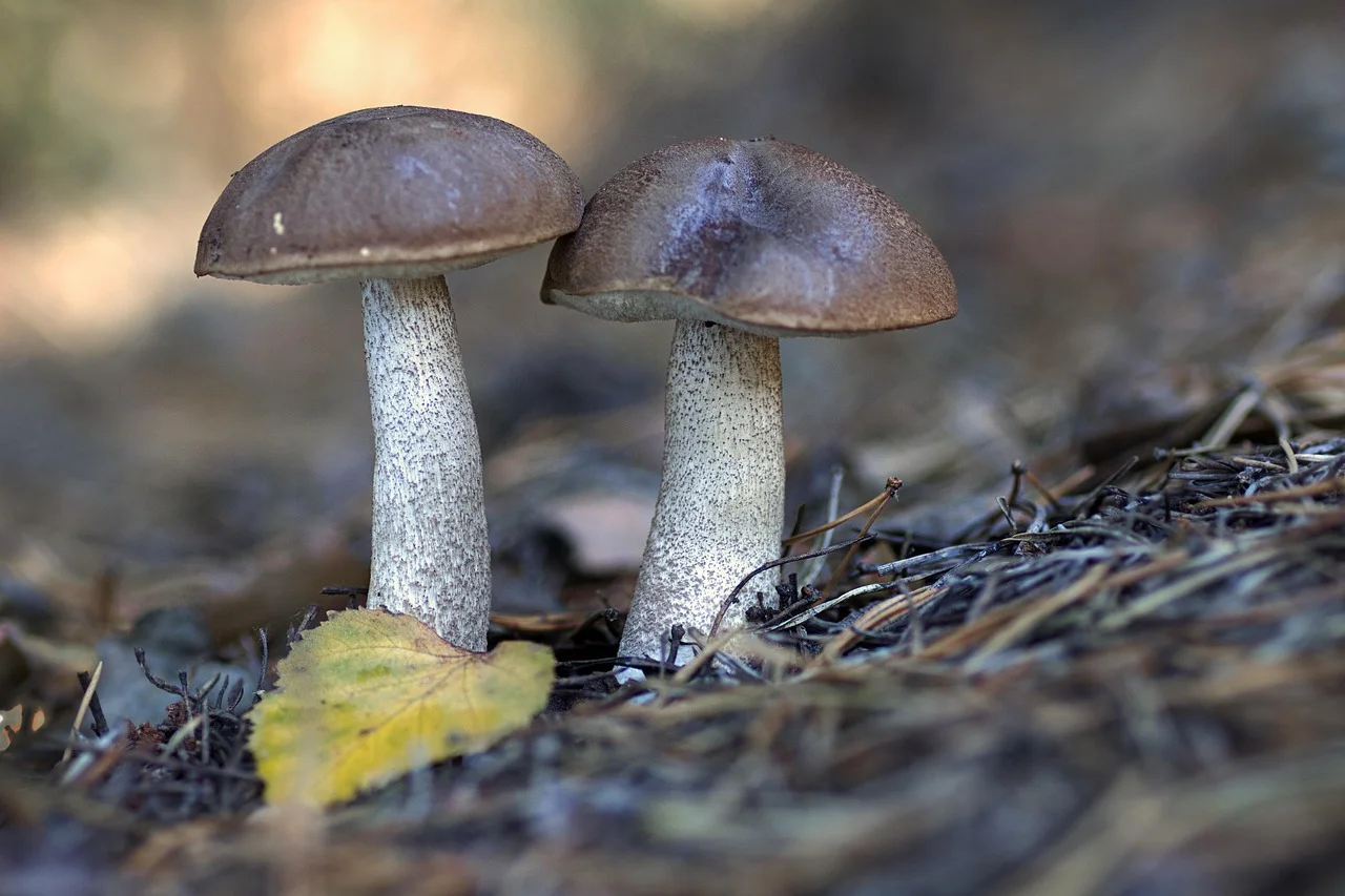 mushrooms, plants, mushroom, fungal science, forest, wild, leccinum scabrum, nature, common birch mushroom