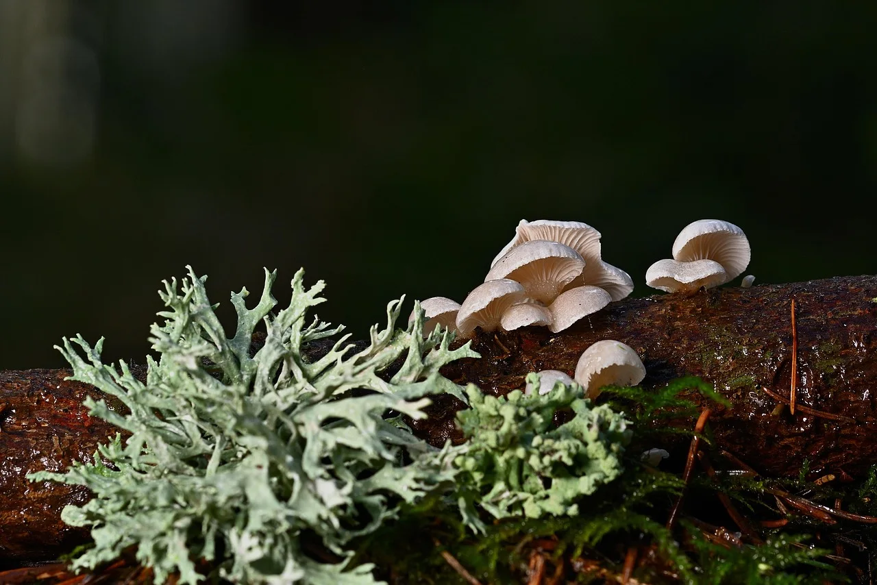 mushrooms, tree fungi, mushroom, fungal science, forest, wild, moss, nature