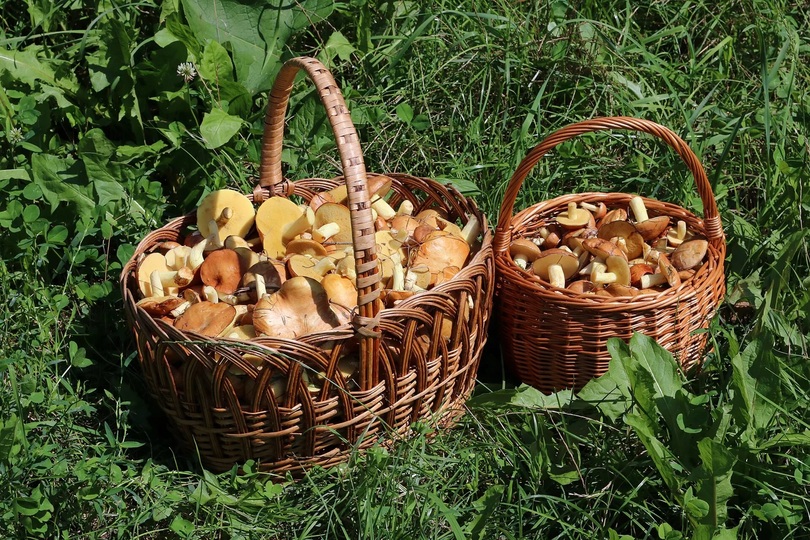 Slippery Jack mushrooms ( Suillus luteus ). Picked edible fungi in baskets. Trophies of a mushroom hunt. Ukraine, Vinnytsia rajon.