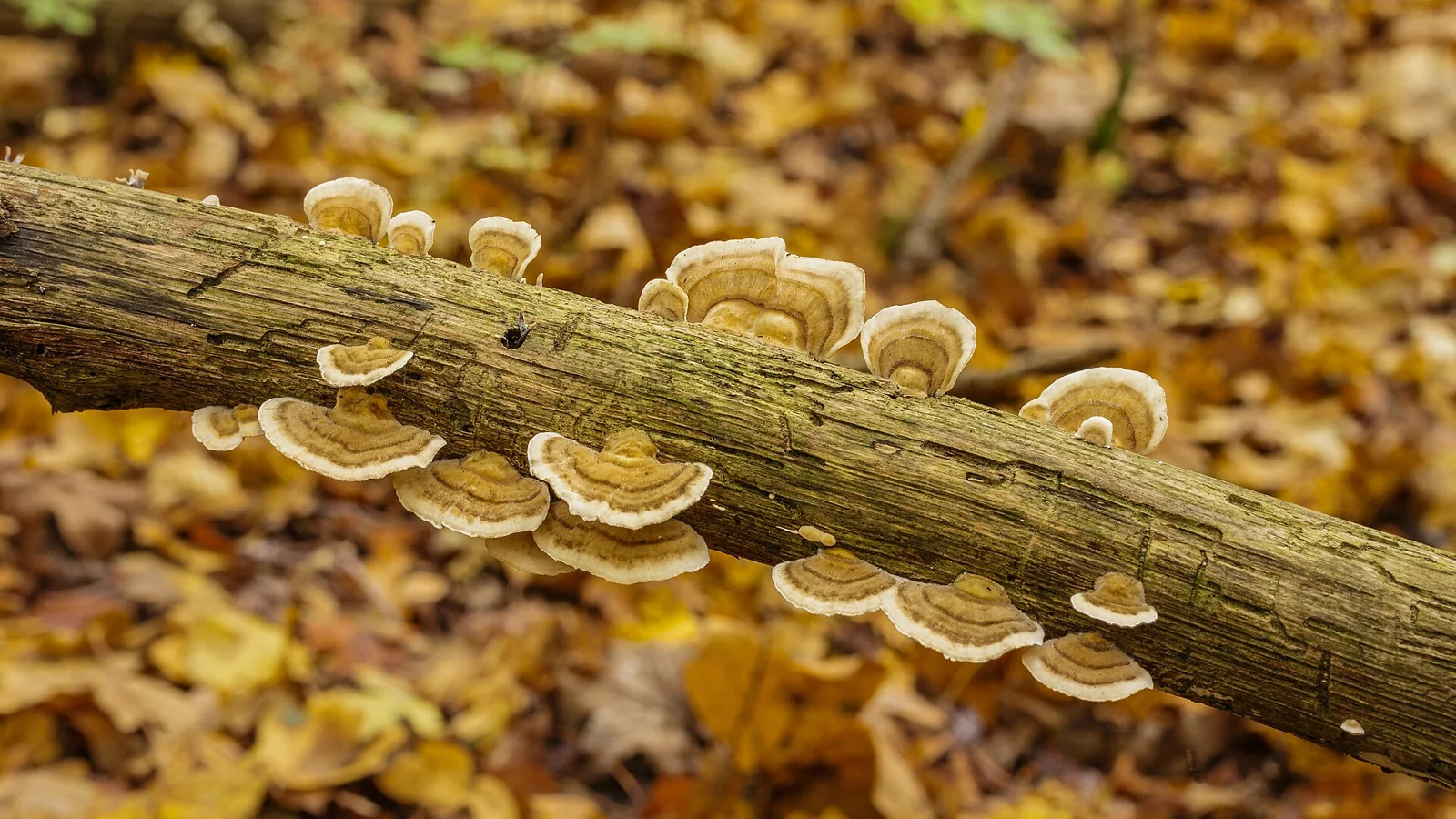 Trametes versicolor