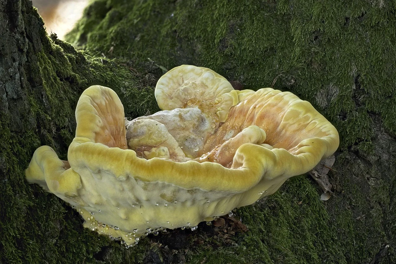 sulphur ovinus, reishi, tree mushroom, mushroom, fall, forest, wood fungus, close up, tree fungi, guttation