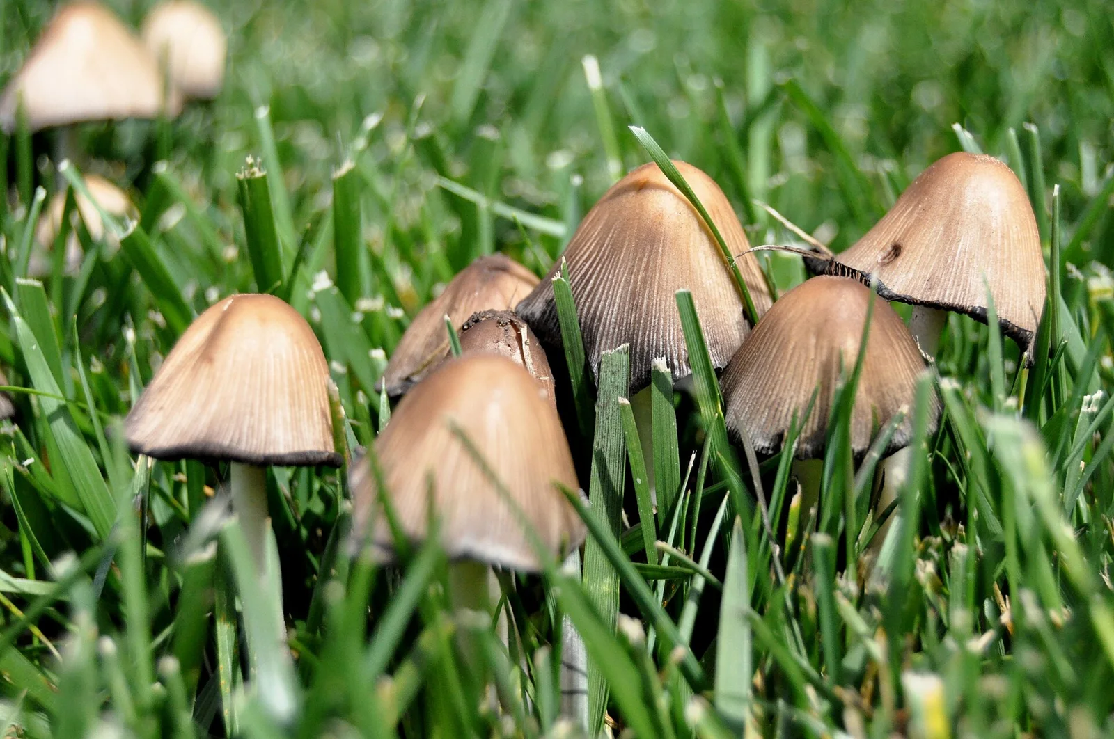 Unidentified mushrooms growing in a lawn in northern California.