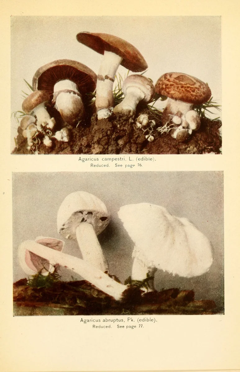 Agaricus campestri, L. fedible"). Reduced. See page 76. Agaricus abruptus, Pk. (edible). Reduced. See page 77.