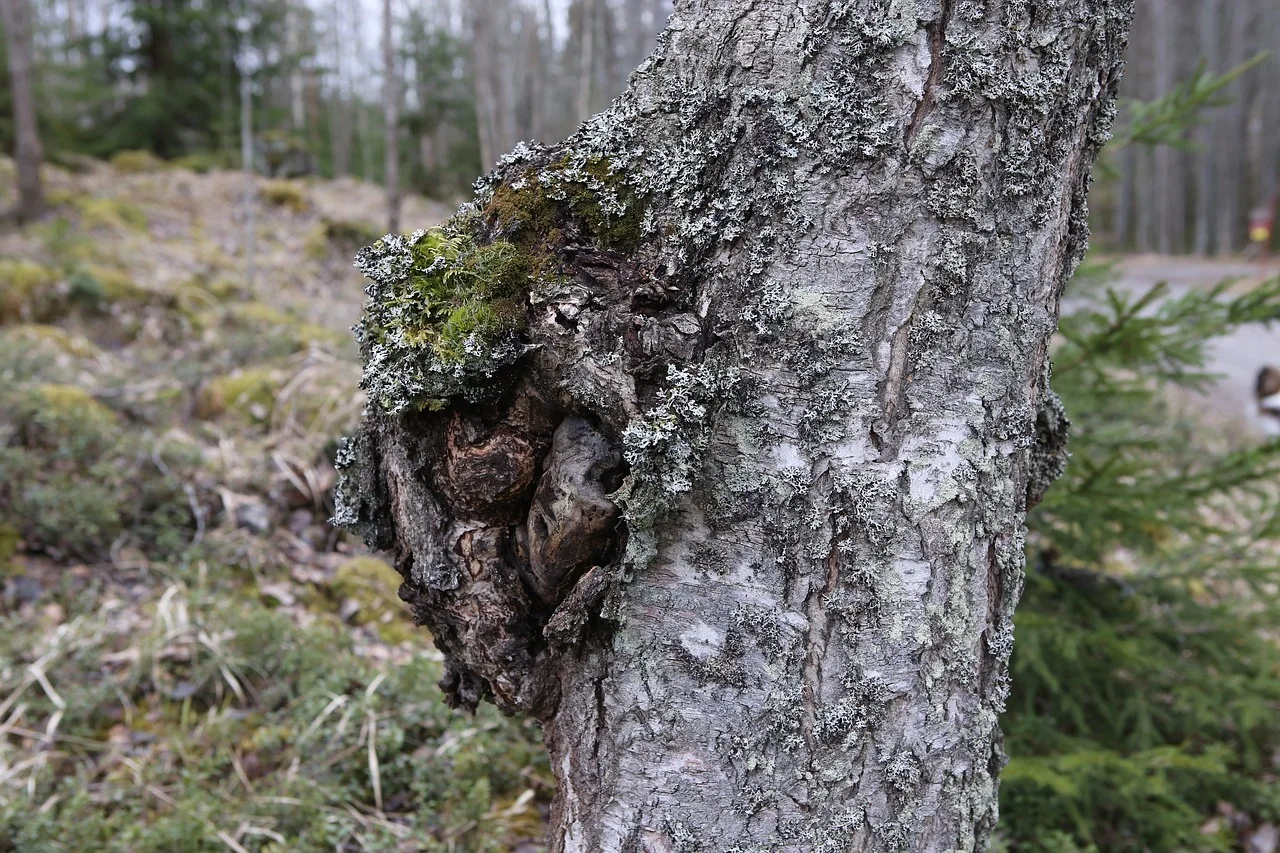 birch, chaga mushroom, gnarl, medicine, dietary supplement, welfare, chaga mushroom, chaga mushroom, chaga mushroom, chaga mushroom, chaga m
