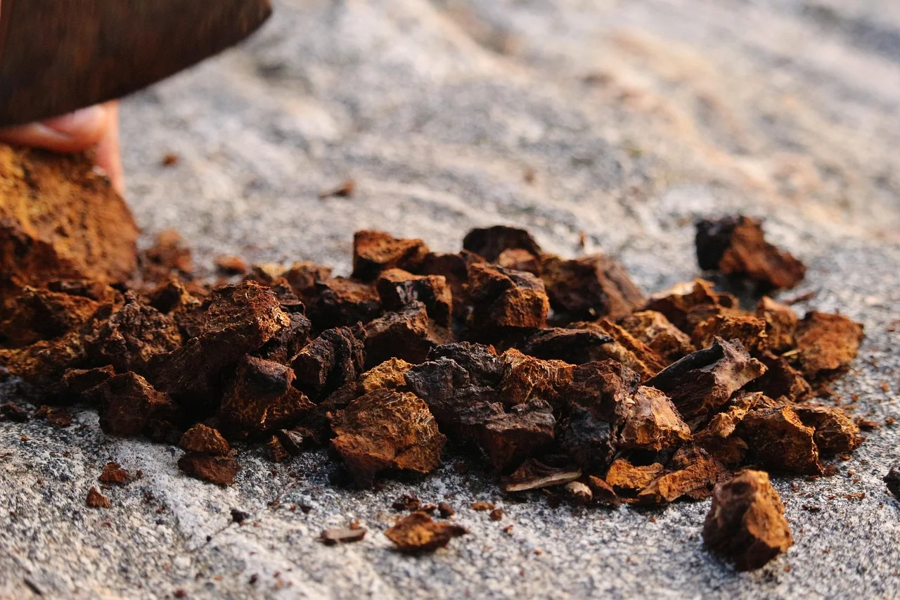 nature, dry, closeup, stone, food, chaga, mushroom, rock, canadian shield, quebec, forest, forage, light, sunset, raw, natural, fresh, clean
