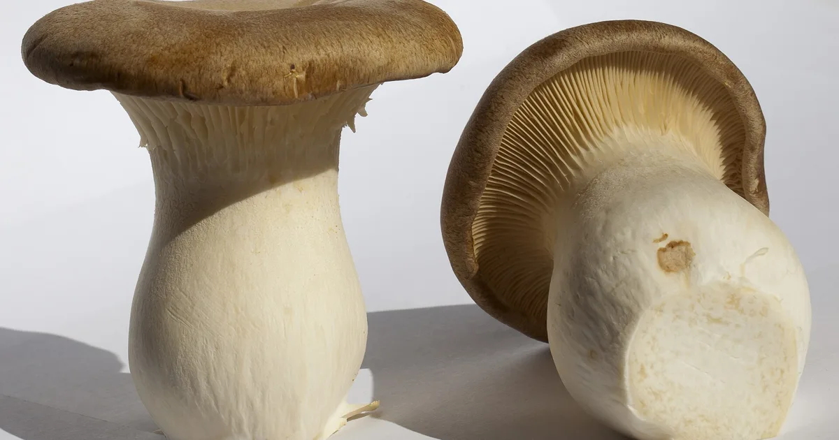 King trumpet mushroom ( Pleurotus eryngii )