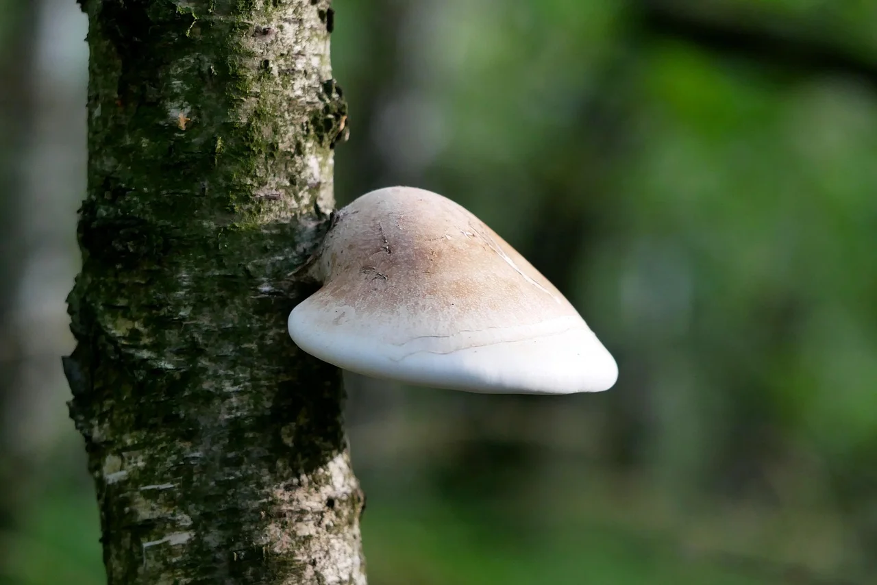 birch lingzhi, fomitopsis betulina, piptoporus betulinus, mushrooms, fungi, mushroom, nature, fall, outdoor, germany, macro, forest mushroom
