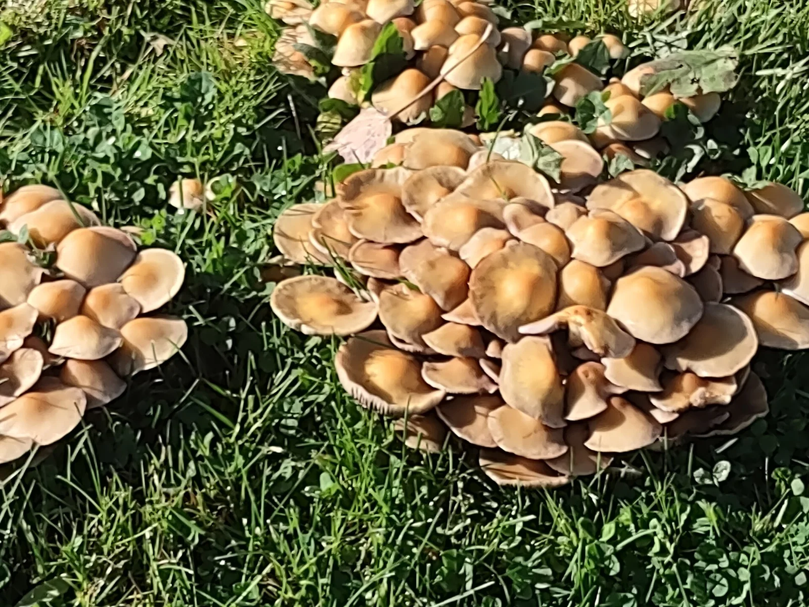 Pacific Northwest Fall Mushrooms