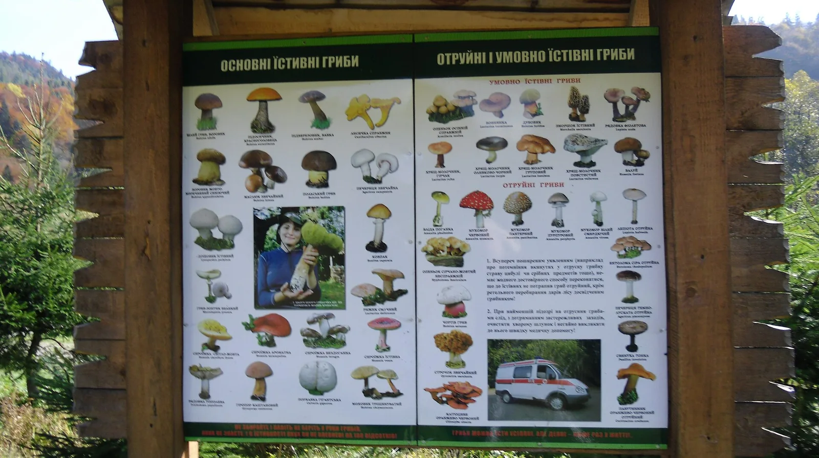 Edible and poisonous mushrooms of Ukrainian Carpathians.( Skole Beskids , part of Eastern Beskids .