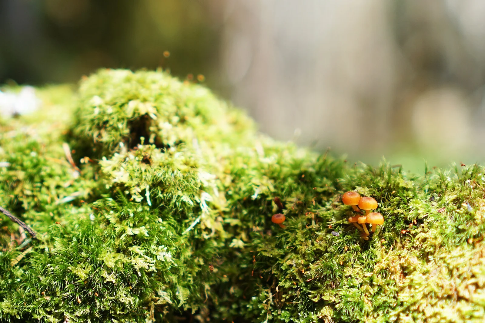 The Southern Appalachians are home to the highest peaks in the eastern United States, peaks that are home to the endangered spruce-fir moss